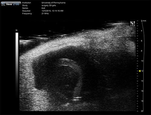 Ultrasound Lab rat gels loop
